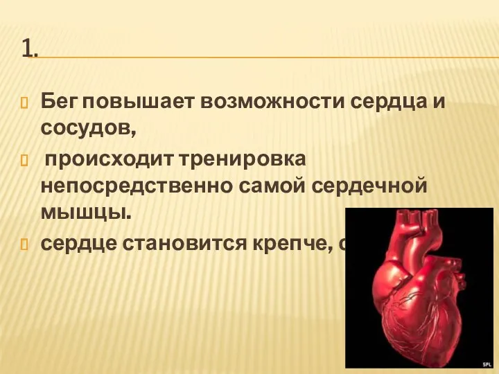 1. Бег повышает возможности сердца и сосудов, происходит тренировка непосредственно самой сердечной мышцы.