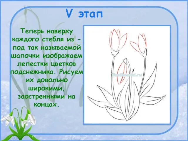 V этап Теперь наверху каждого стебля из - под так