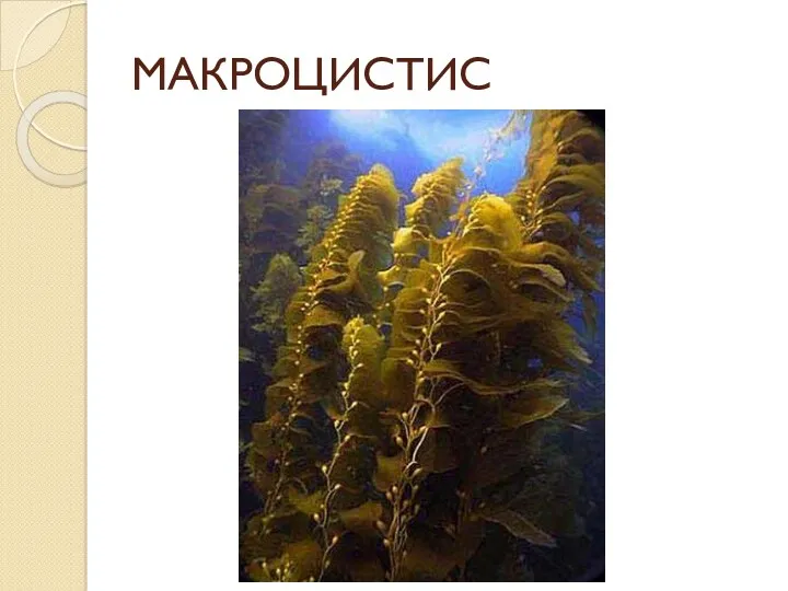 МАКРОЦИСТИС