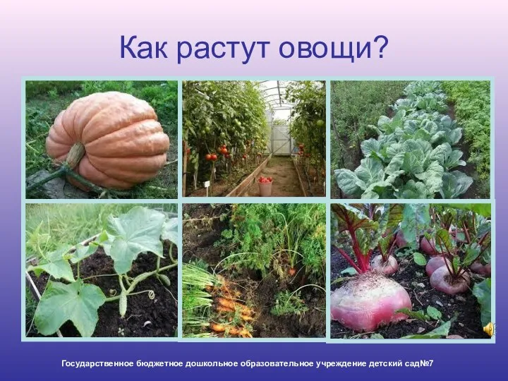 Как растут овощи? Государственное бюджетное дошкольное образовательное учреждение детский сад№7