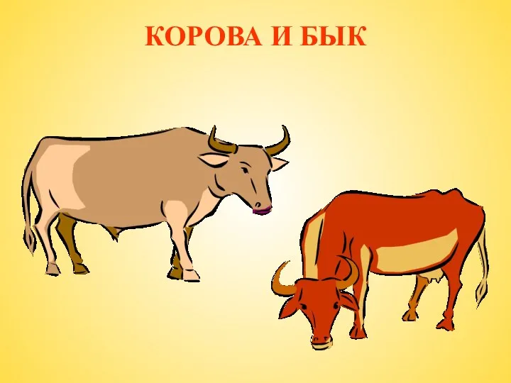 КОРОВА И БЫК