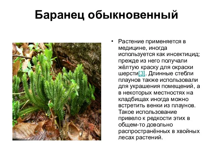 Баранец обыкновенный Растение применяется в медицине, иногда используется как инсектицид;