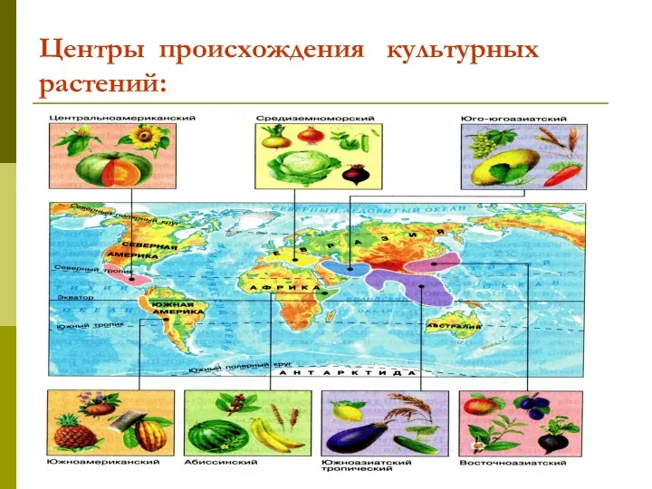 Центры происхождения культурных растений: