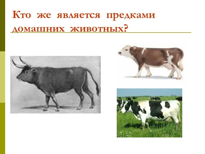 Кто же является предками домашних животных?