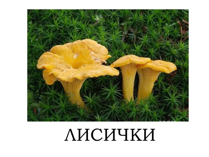 ЛИСИЧКИ