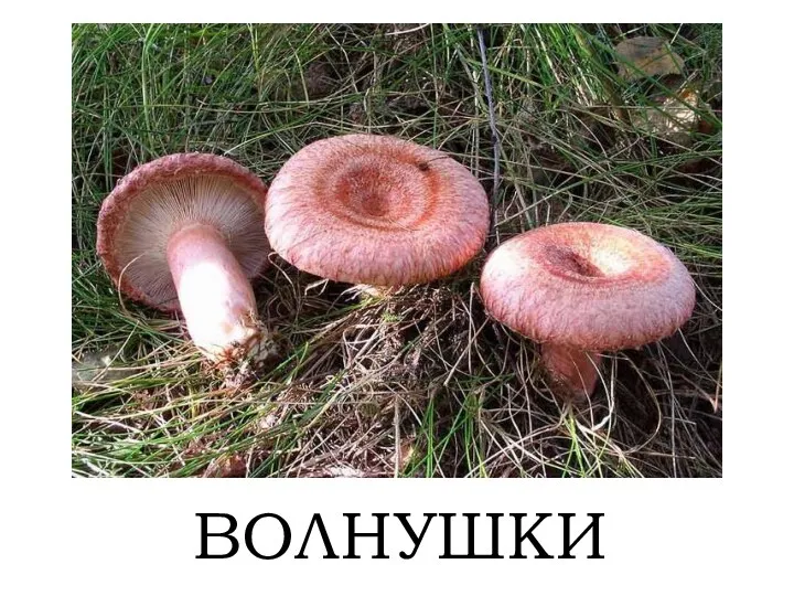 ВОЛНУШКИ