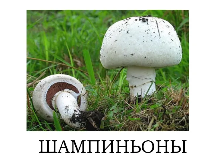 ШАМПИНЬОНЫ