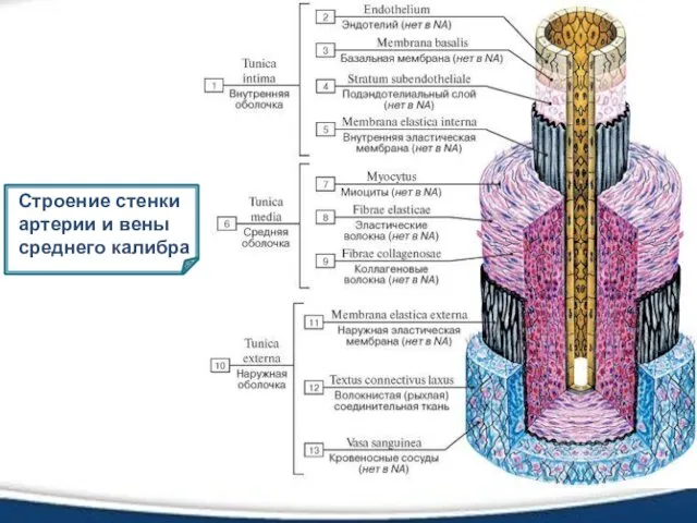 Строение стенки артерии и вены среднего калибра