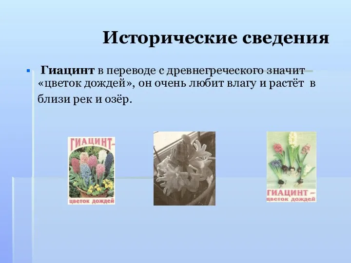 Исторические сведения Гиацинт в переводе с древнегреческого значит «цветок дождей»,