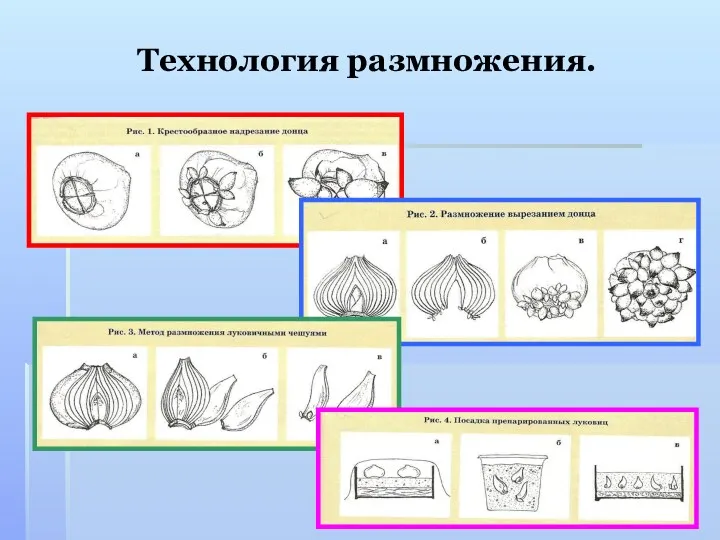 Технология размножения.