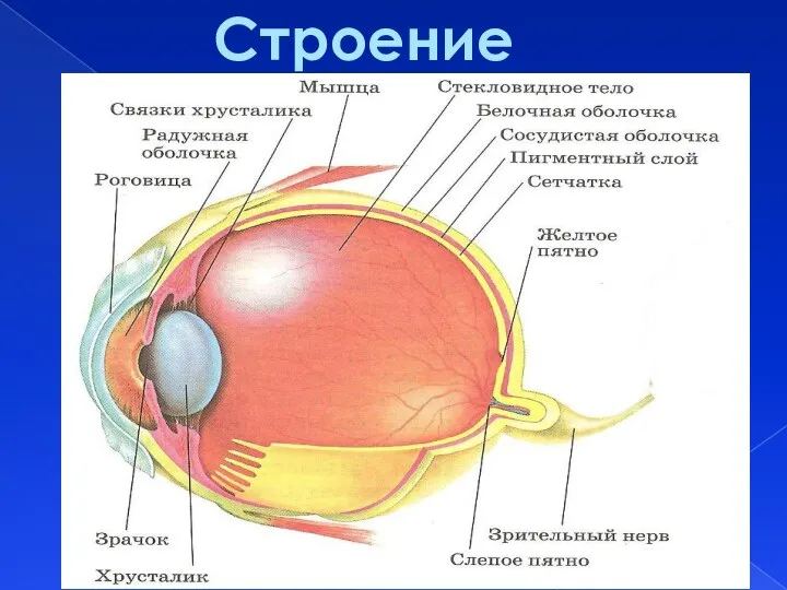 Строение глаза