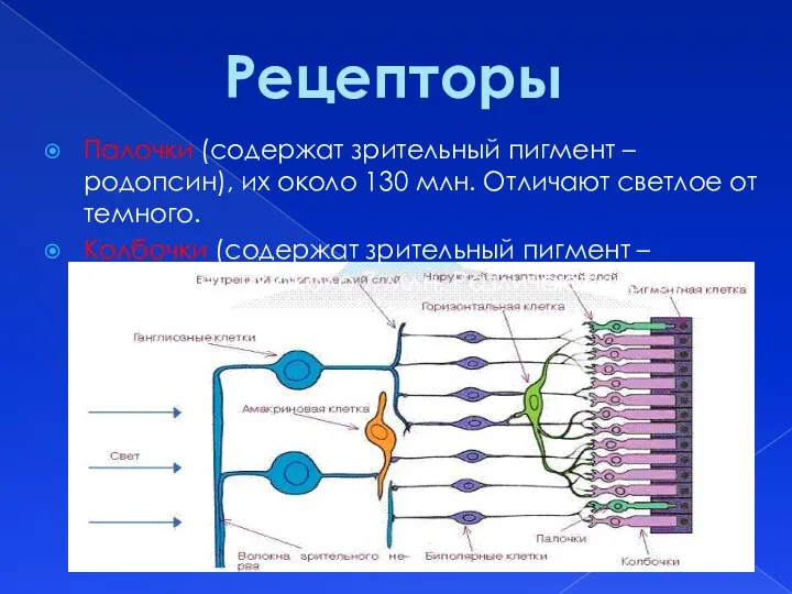 Палочки (содержат зрительный пигмент – родопсин), их около 130 млн.