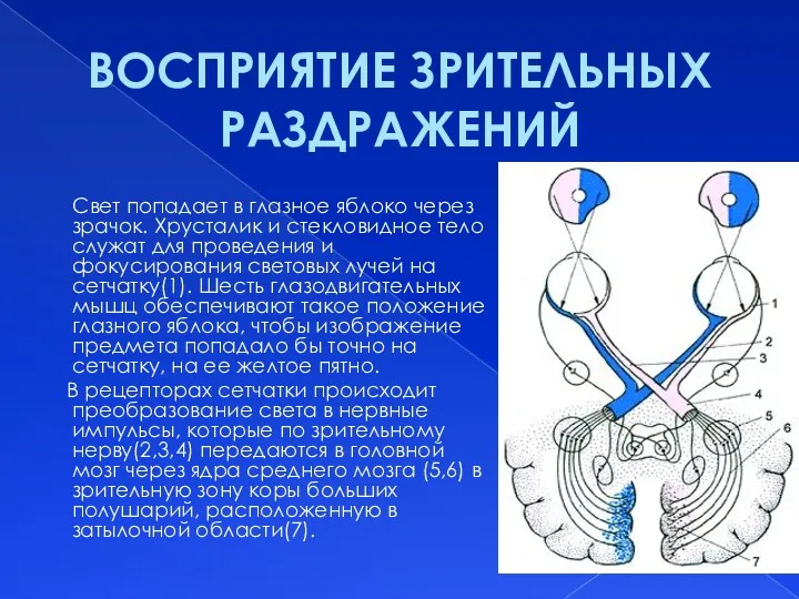 Свет попадает в глазное яблоко через зрачок. Хрусталик и стекловидное