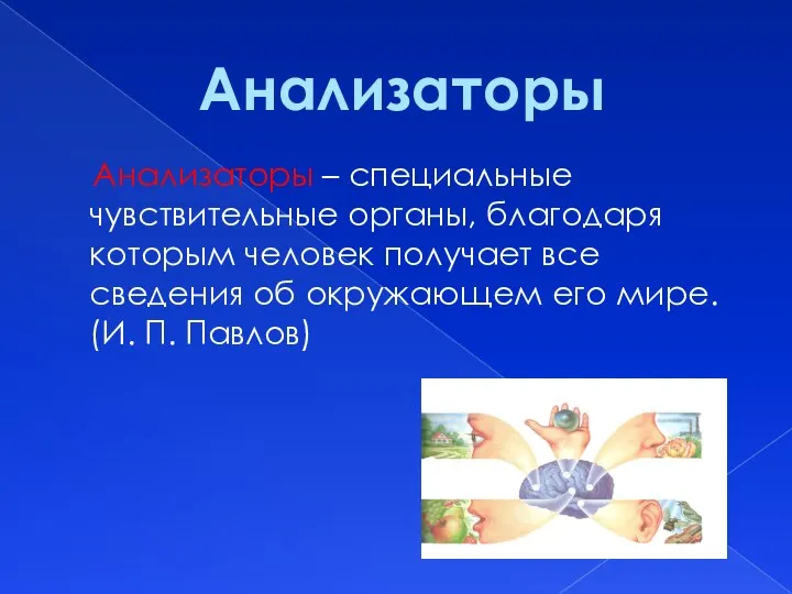 Анализаторы – специальные чувствительные органы, благодаря которым человек получает все