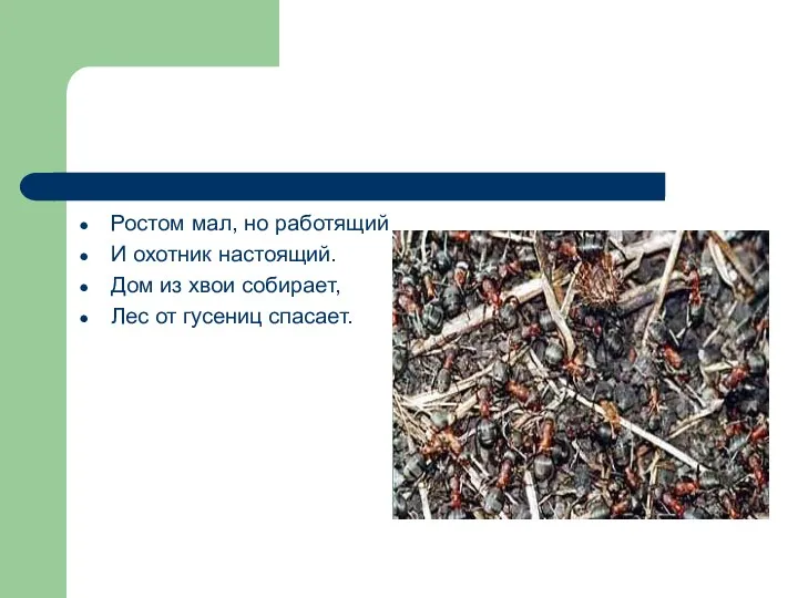 Ростом мал, но работящий И охотник настоящий. Дом из хвои собирает, Лес от гусениц спасает.