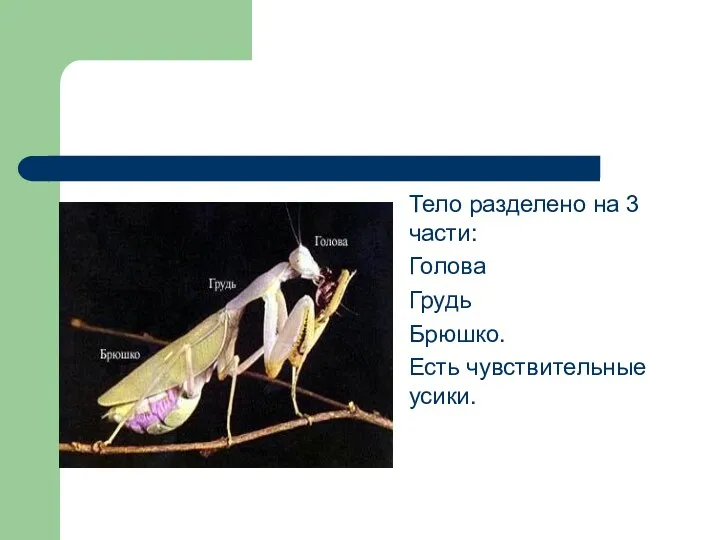 Тело разделено на 3 части: Голова Грудь Брюшко. Есть чувствительные усики.