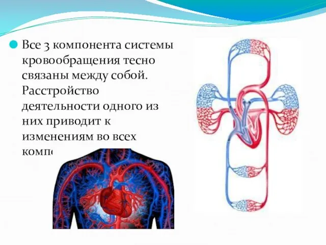 Все 3 компонента системы кровообращения тесно связаны между собой. Расстройство