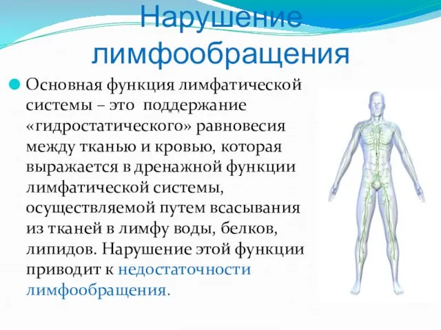 Нарушение лимфообращения Основная функция лимфатической системы – это поддержание «гидростатического»