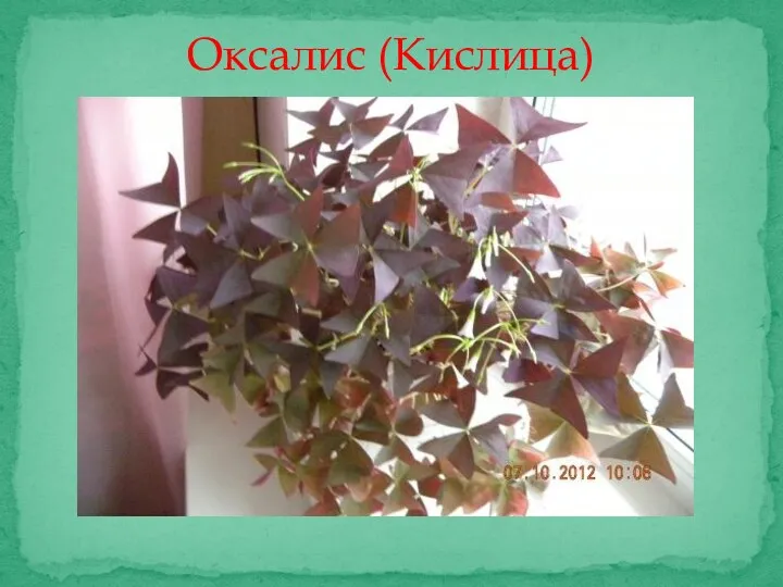 Оксалис (Кислица)