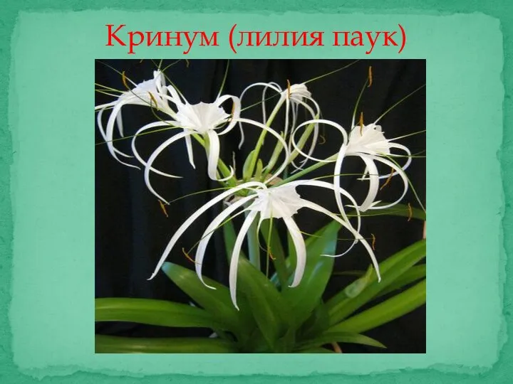Кринум (лилия паук)