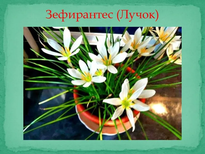 Зефирантес (Лучок)