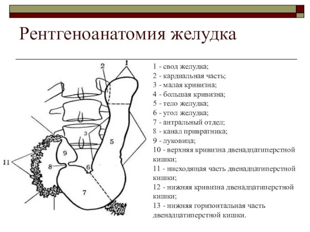 Рентгеноанатомия желудка 1 1 - свод желудка; 2 - кардиальная