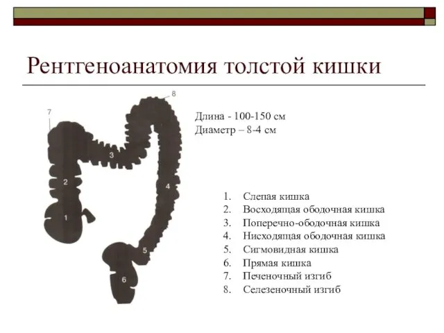 Рентгеноанатомия толстой кишки Слепая кишка Восходящая ободочная кишка Поперечно-ободочная кишка