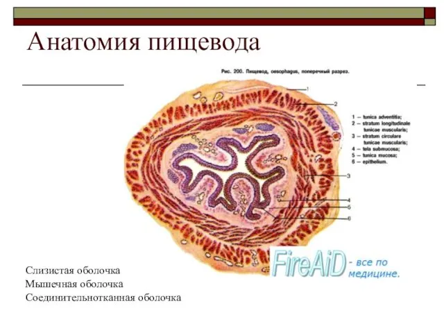 Анатомия пищевода Слизистая оболочка Мышечная оболочка Соединительнотканная оболочка