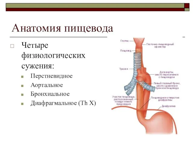 Анатомия пищевода Четыре физиологических сужения: Перстневидное Аортальное Бронхиальное Диафрагмальное (Th X)