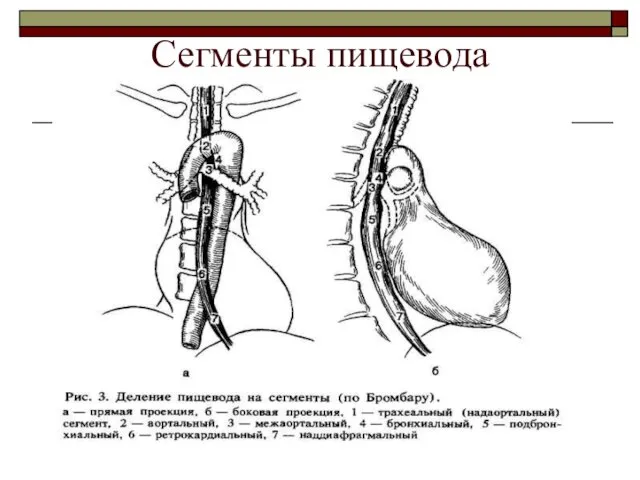 Сегменты пищевода