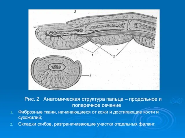 Рис. 2 Анатомическая структура пальца – продольное и поперечное сечение