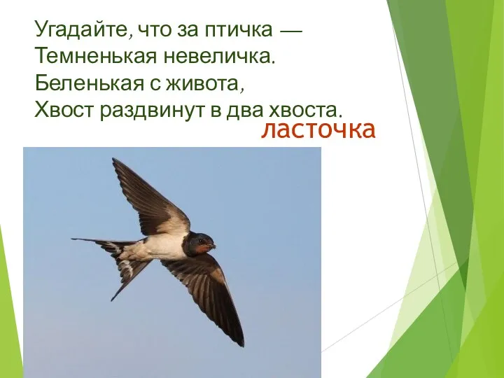 Угадайте, что за птичка — Темненькая невеличка. Беленькая с живота, Хвост раздвинут в два хвоста. ласточка