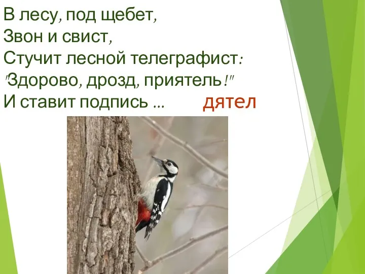 В лесу, под щебет, Звон и свист, Стучит лесной телеграфист: "Здорово, дрозд, приятель!"