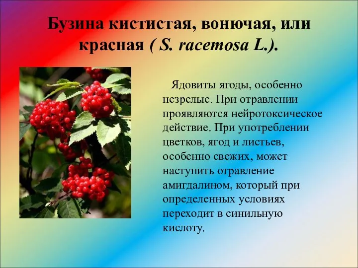 Бузина кистистая, вонючая, или красная ( S. racemosa L.). Ядовиты