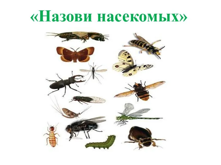 «Назови насекомых»