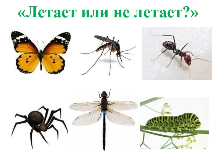 «Летает или не летает?»