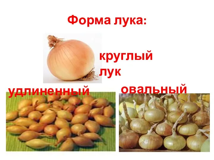 Форма лука: круглый лук удлиненный овальный