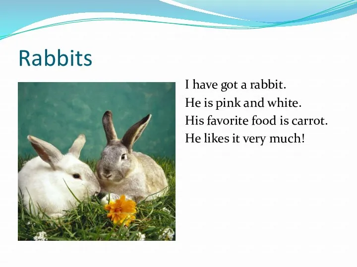 Rabbits I have got a rabbit. He is pink and