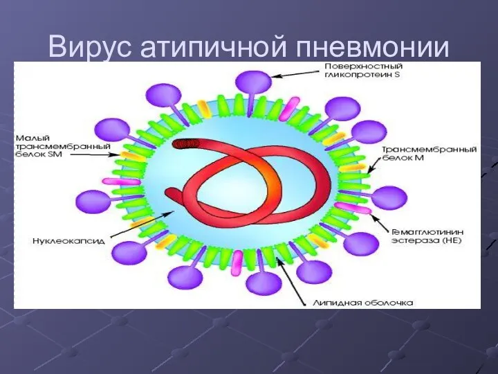 Вирус атипичной пневмонии