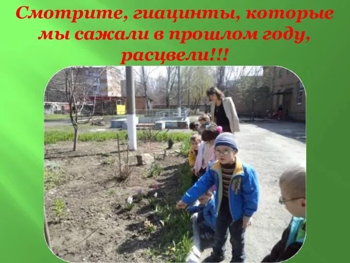 Смотрите, гиацинты, которые мы сажали в прошлом году, расцвели!!!