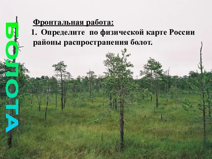 Фронтальная работа: Определите по физической карте России районы распространения болот. БОЛОТА