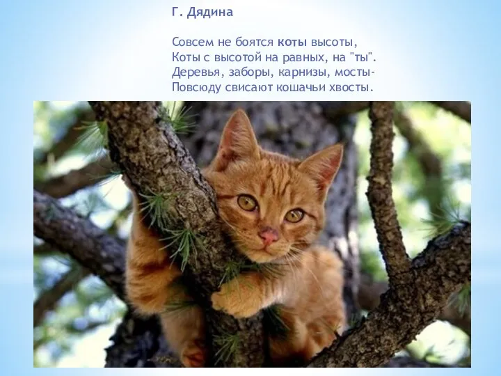 Г. Дядина Совсем не боятся коты высоты, Коты с высотой
