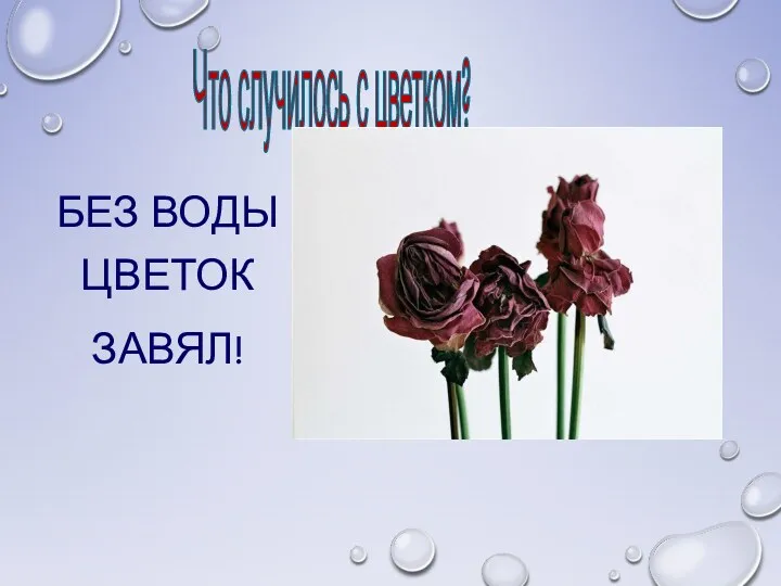 Что случилось с цветком? Без воды цветок завял!