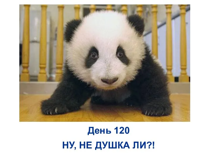 День 120 НУ, НЕ ДУШКА ЛИ?!