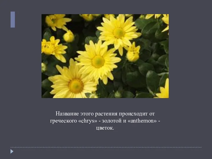Название этого растения происходит от греческого «сhrys» - золотой и «anthemon» - цветок.