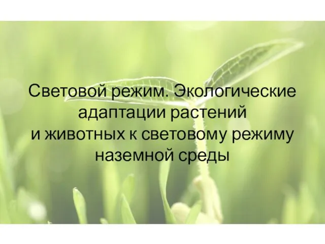 Световой режим. Экологические адаптации растений и животных к световому режиму наземной среды