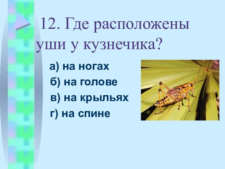 12. Где расположены уши у кузнечика? а) на ногах б)