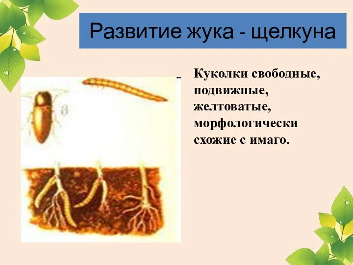 Развитие жука - щелкуна Куколки свободные, подвижные, желтоватые, морфологически схожие с имаго.