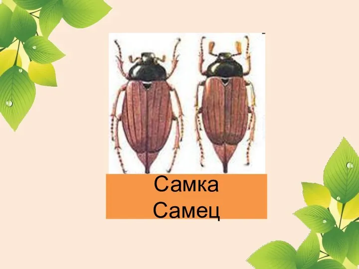 Самка Самец