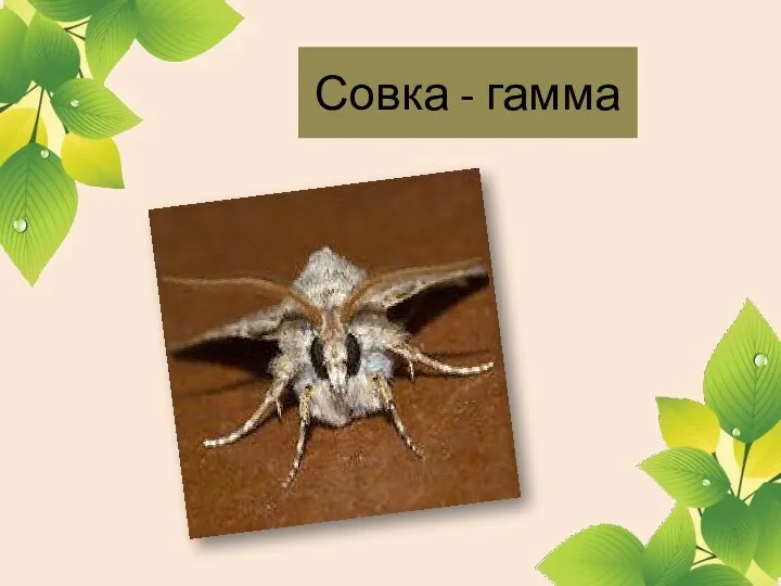 Совка - гамма